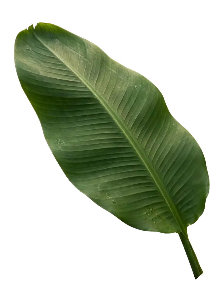 deco leaf